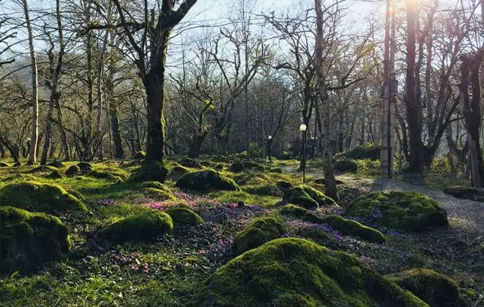 روستای نقله بر، جنگل نقله بر گیلان، نقله بر رستم آباد شمالی، جنگل نقله بر رستم آباد شمالی